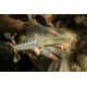 EXTREMA RATIO  MF1 EVO D OUTDOOR G10 NITROGEN